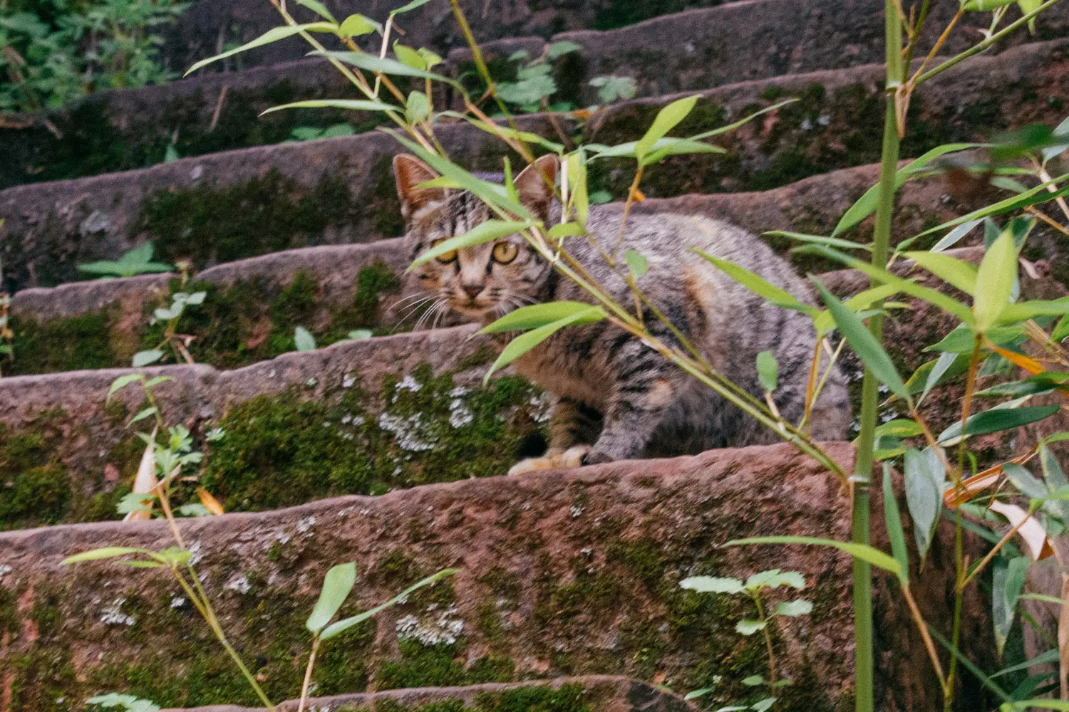 小心翼翼看向你的猫