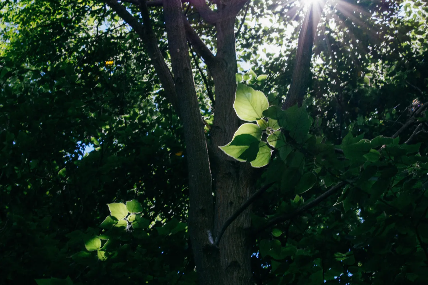 我觉得这是佛光